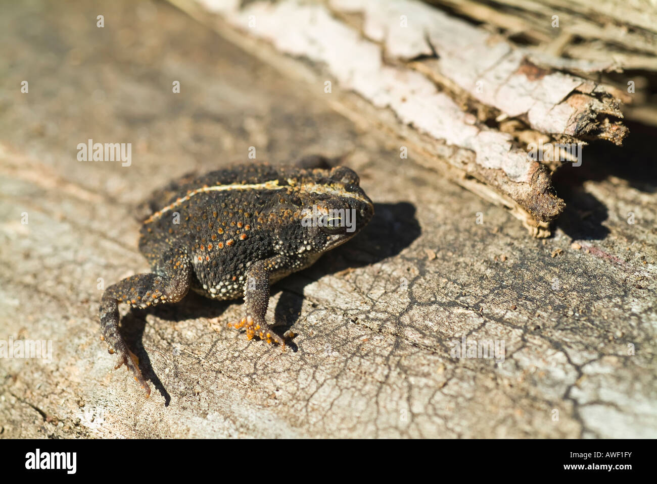 Die Eiche Kröte, Anaxyrus Quercicus, ist in der Familie Bufonidae. Der Kanarengirlitz Küsten Südosten der Vereinigten Staaten. Stockfoto