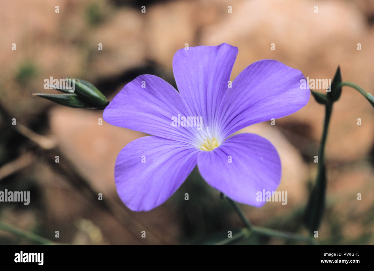 Nahaufnahme von Alpine Flachs Linum Alpinum Blumen Stockfoto