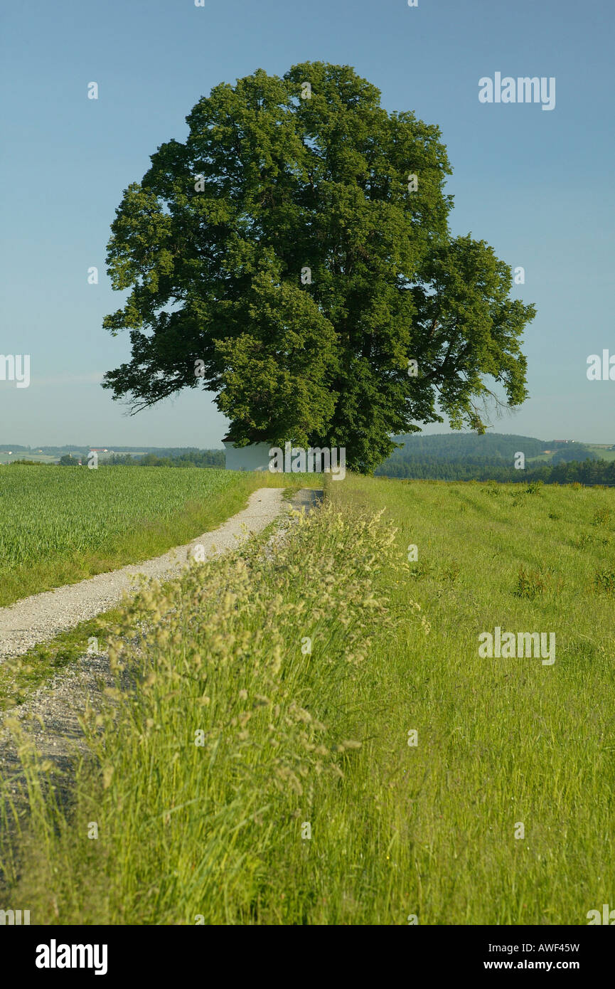 Feld-Gasse zu einem Kalk oder Linde mit Kapelle, Upper Bavaria, Bavaria, Germany, Europe Stockfoto