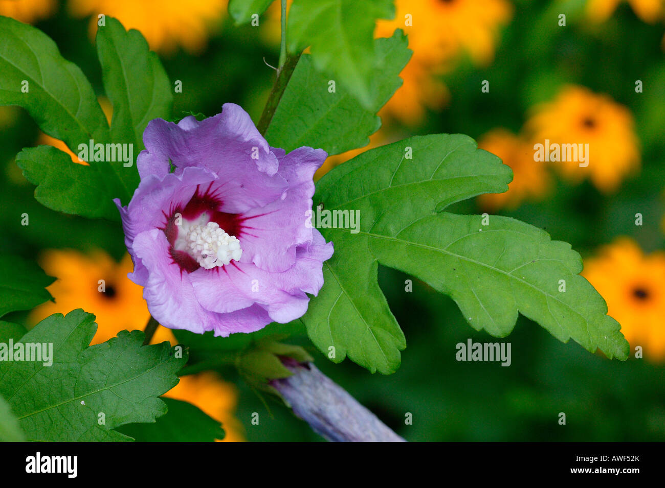 Malva atropurpurea Stockfoto
