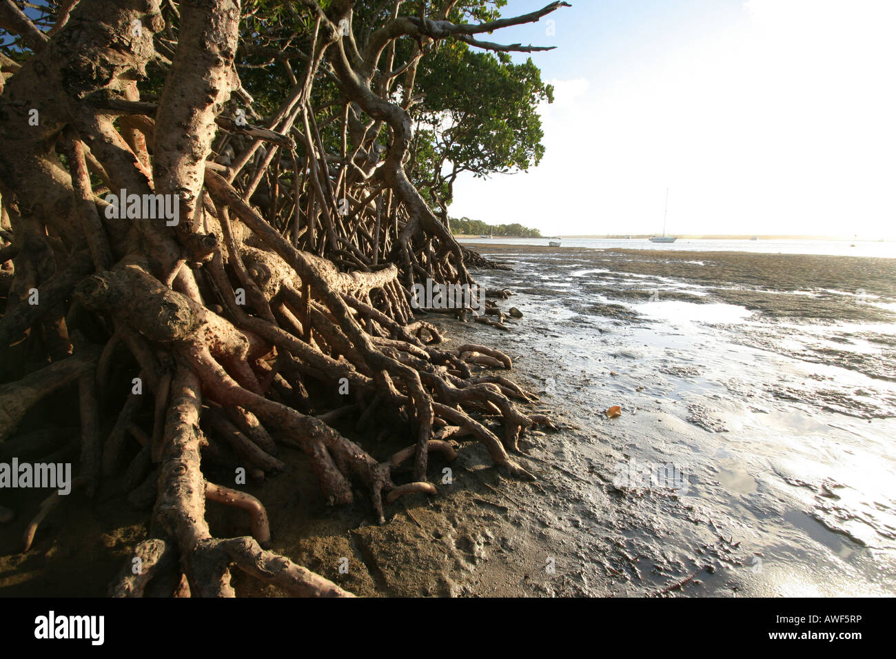 Mangrovewurzeln Stockfoto