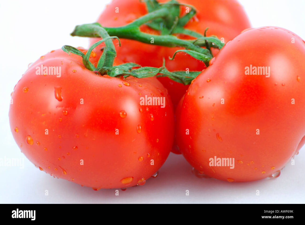 Rote Tomaten auf weißem Hintergrund Stockfoto