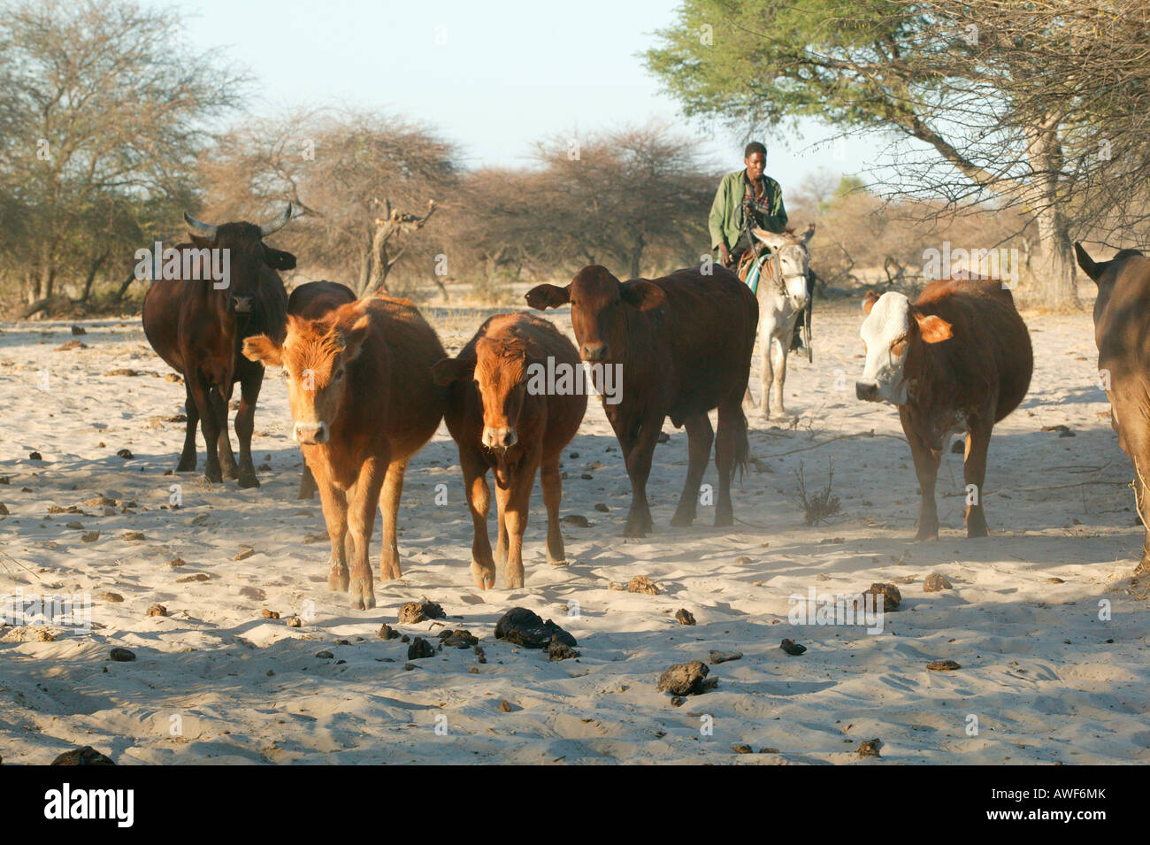 Vieh wird getrieben, Tröge, Cattlepost Bothatogo, Botswana, Afrika Stockfoto