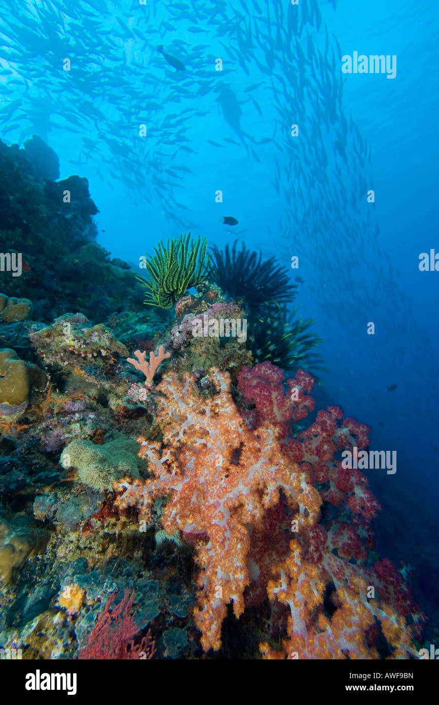 Alcyonarian weiche Koralle mit einem Taucher und Schulbildung Großaugen-Buchsen, Caranx Sexfasciatus, Sipidan Island, Malaysia. Stockfoto