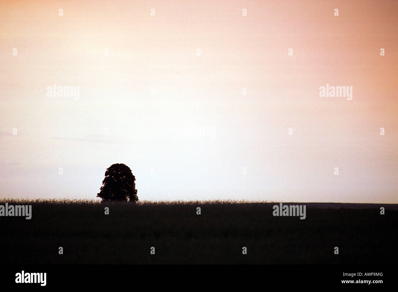 Landschaft mit einem Baum am Horizont bei Sonnenuntergang Stockfoto