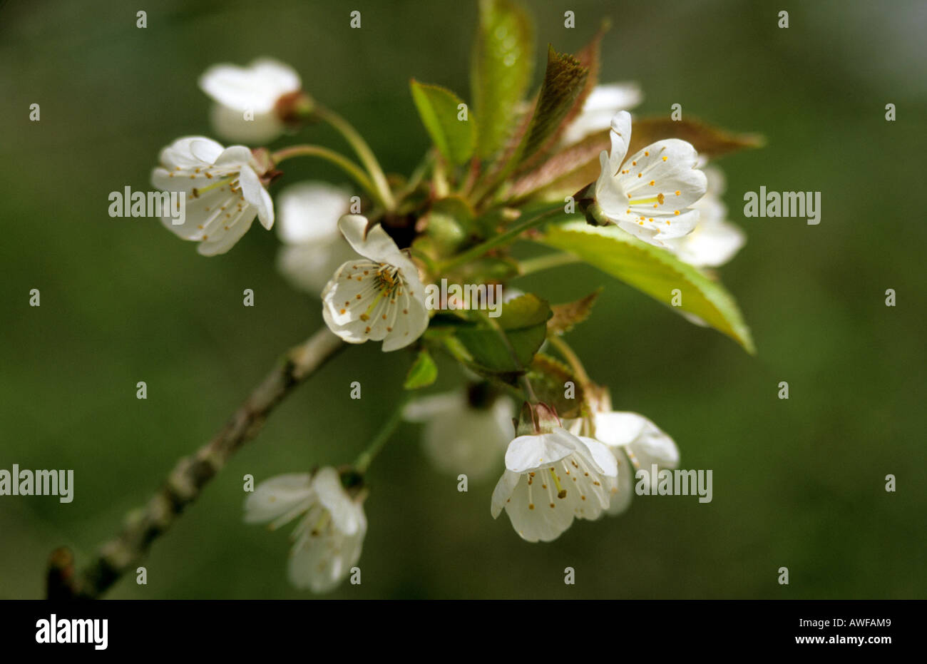 Apfelblüte in einem englischen Hecke im Frühjahr Stockfoto
