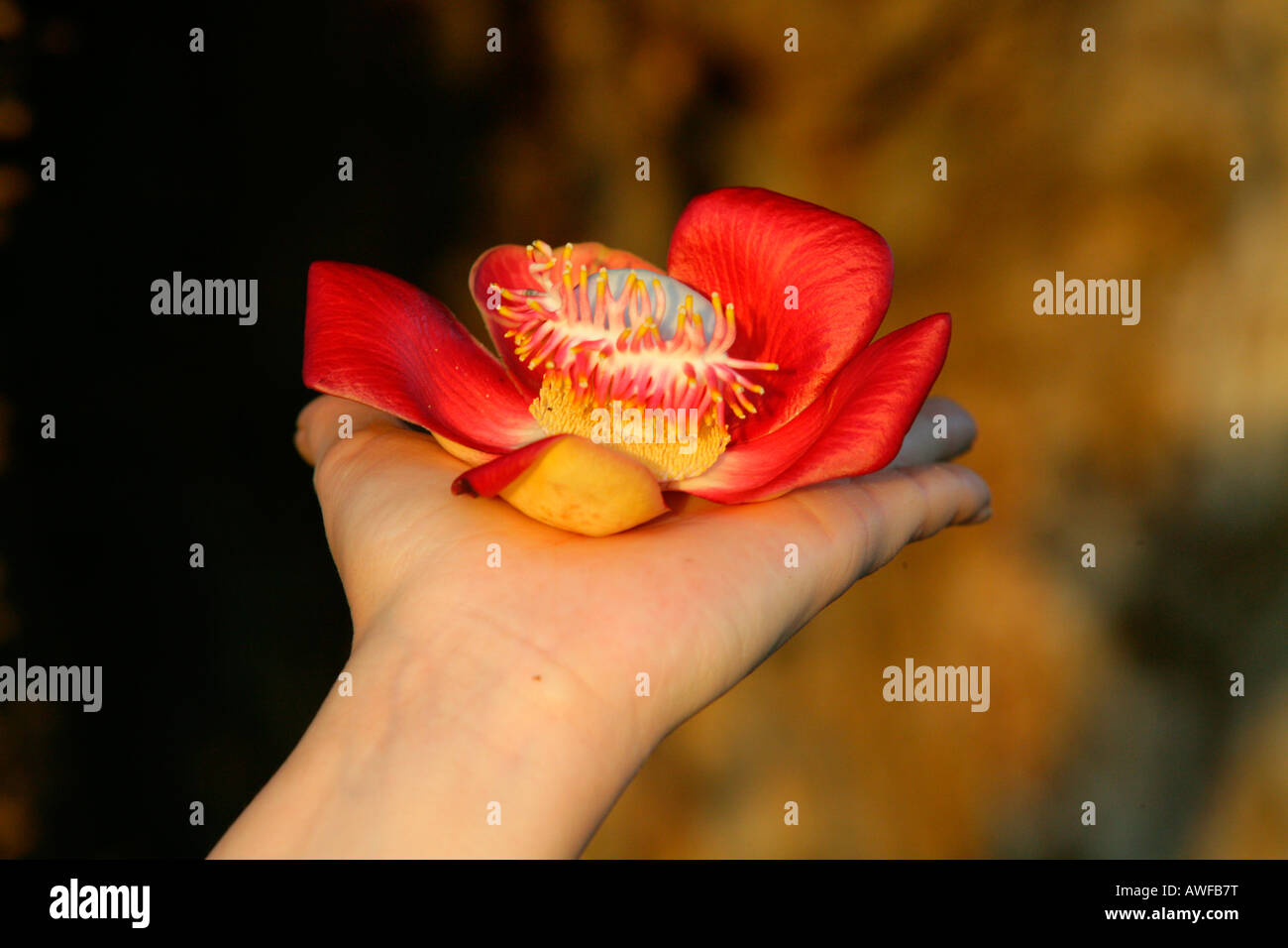 Hand, die einen indischen oder blauen Lotus (Nelumbo Nucifera) Blume, Arten der Seerose-Familie von Pflanzen (Nymphaeceae), Gu Stockfoto