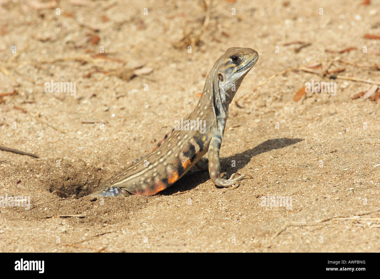 Gemeinen Schmetterling Eidechse (Leiolepis Belliana) aus seiner Burrow, Thailand. Stockfoto