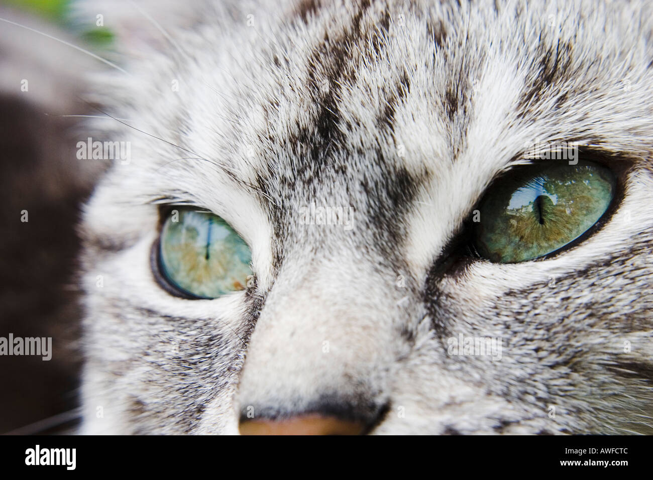 Nahaufnahme von Silber grau Tabby Poppy s Augen Cardiff UK Stockfoto