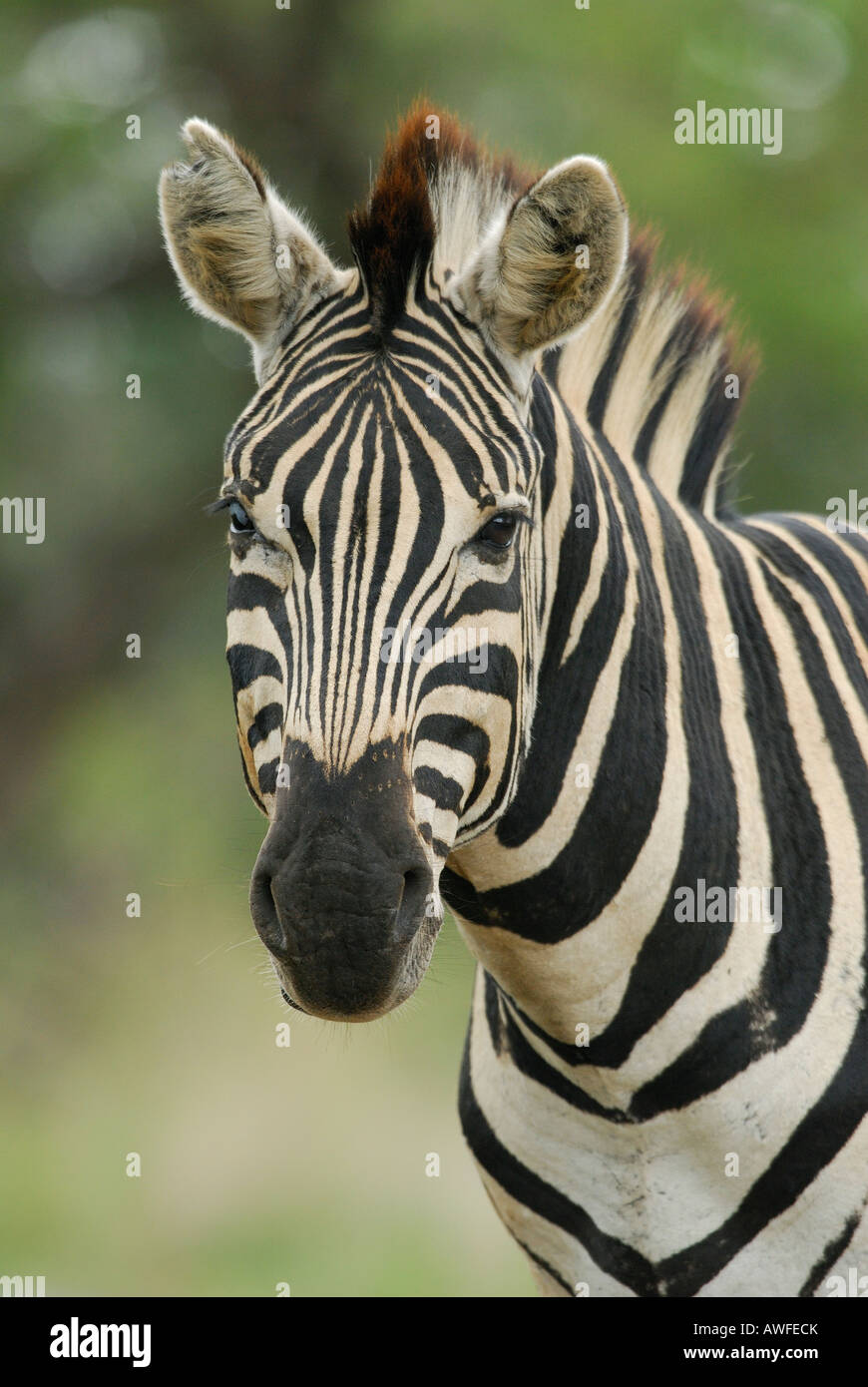 Süd Afrika Hluhluwe Imfolozi Umfolozi Park Stockfoto