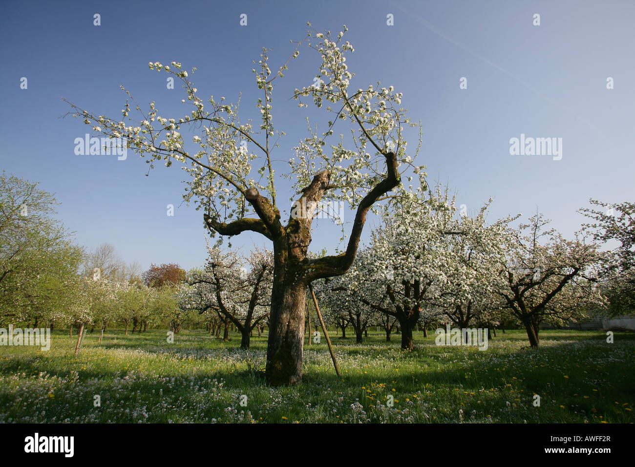 Blüte, beschnitten Apfelbäume (Malus Domestica) auf einem gemischten Obstgarten, Upper Bavaria, Bayern, Deutschland, Europa Stockfoto