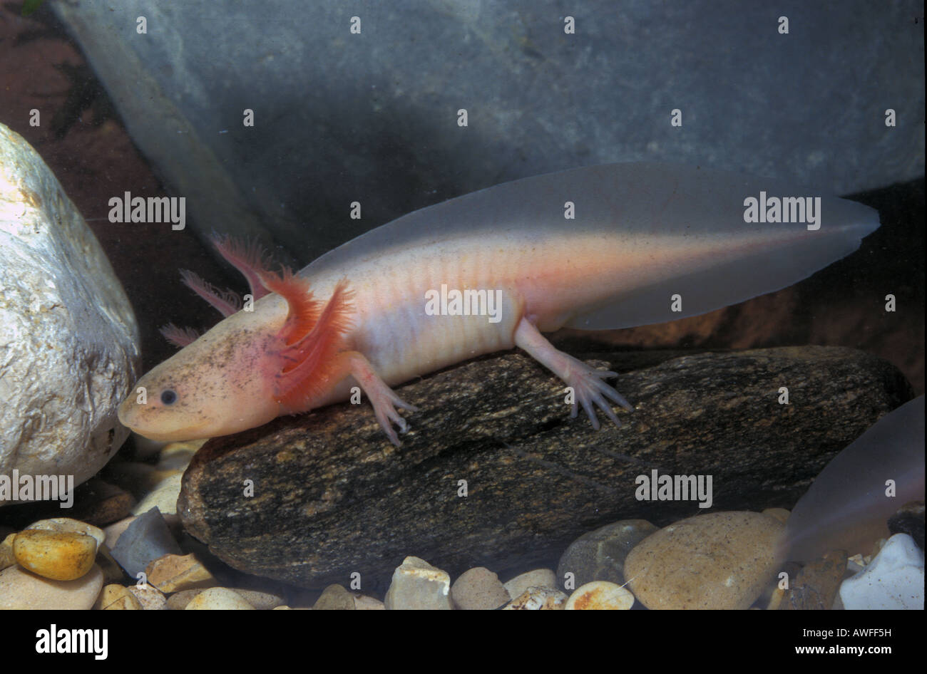 Z.B. geschieht, Axolotl, Albino, Larve. Stockfoto