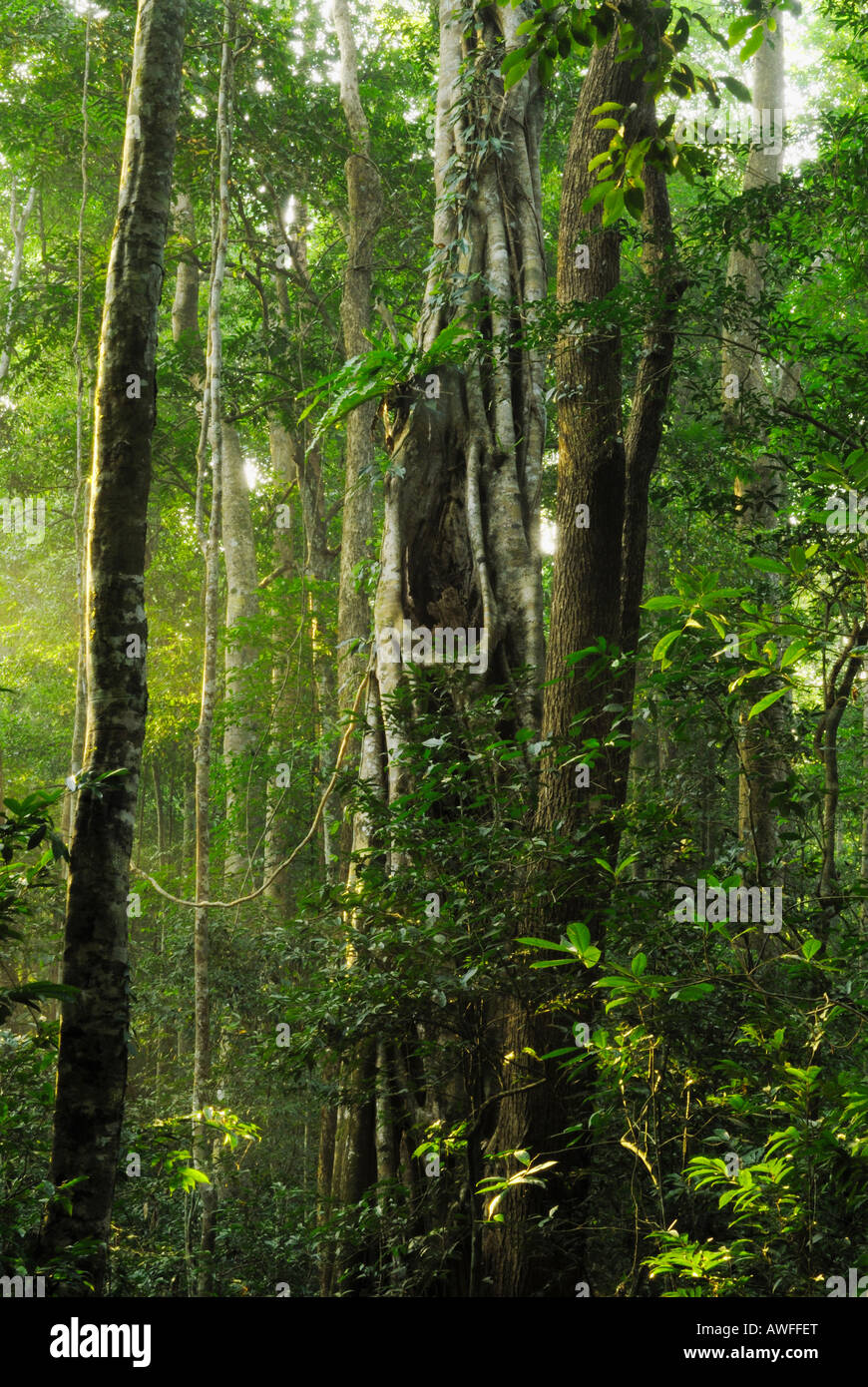 Sonnenlicht-Filter durch den Monsun-Regenwald in der Morgendämmerung im Nationalpark Khao Yai, Thailand Stockfoto
