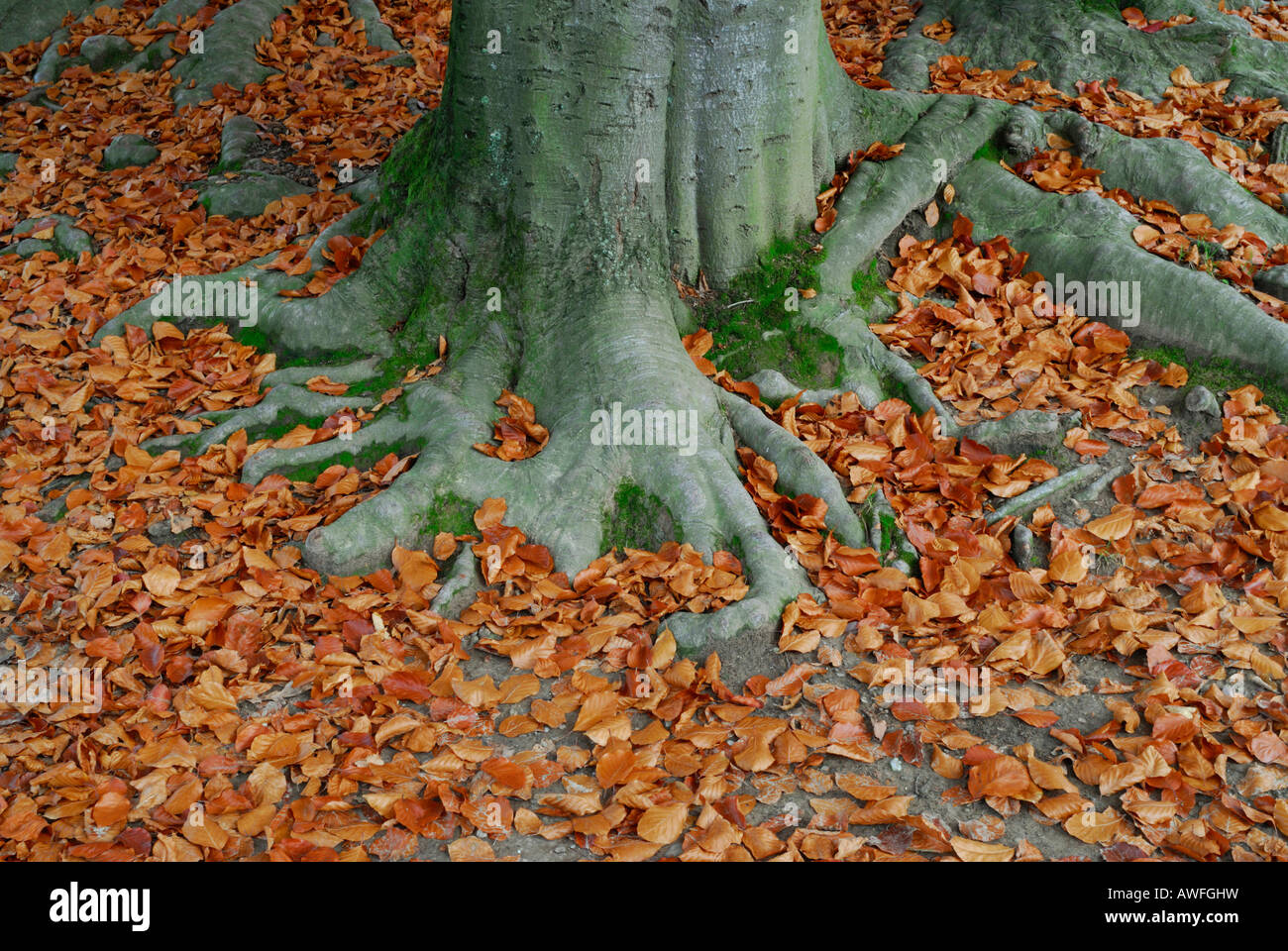 Europäische Buche (Fagus Sylvatica) Wurzeln umgeben von Herbstlaub Stockfoto