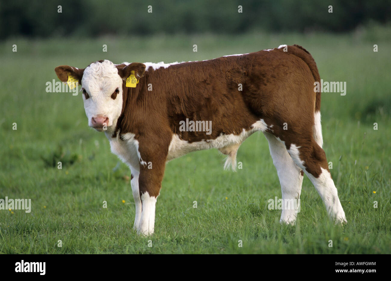 Stier Rot Junger stier -Fotos und -Bildmaterial in hoher Auflösung – Alamy
