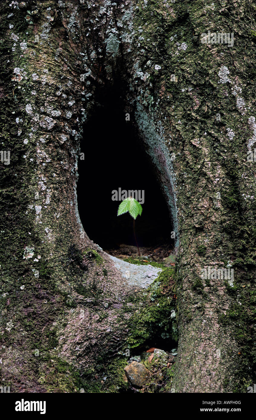 Europäische Buche oder Rotbuche (Fagus Sylvatica) Bäumchen wachsen in eine Baumhöhle Stockfoto