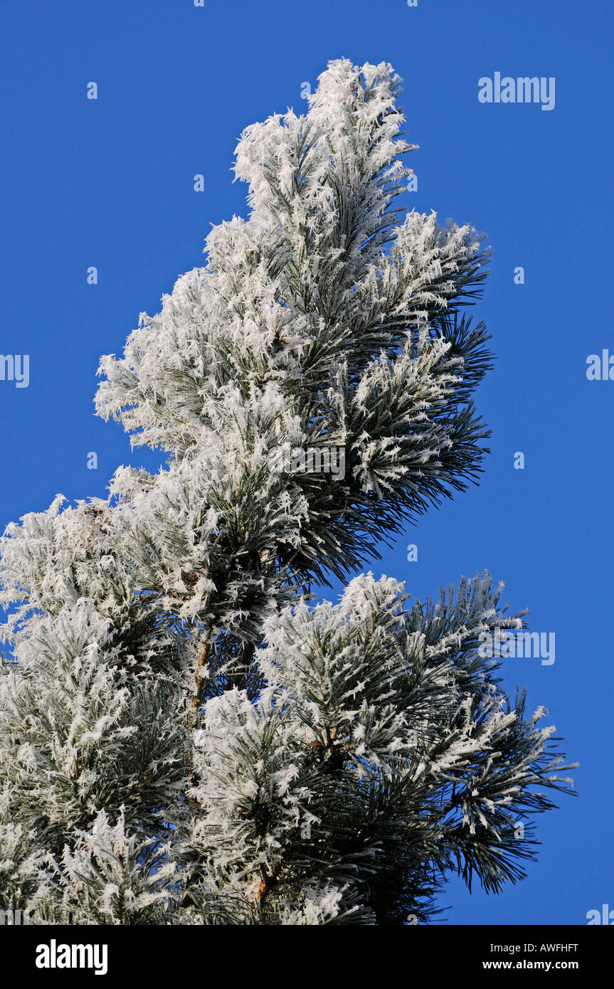 Pinus Strobus mit Rauhreif am Morgen Stockfoto