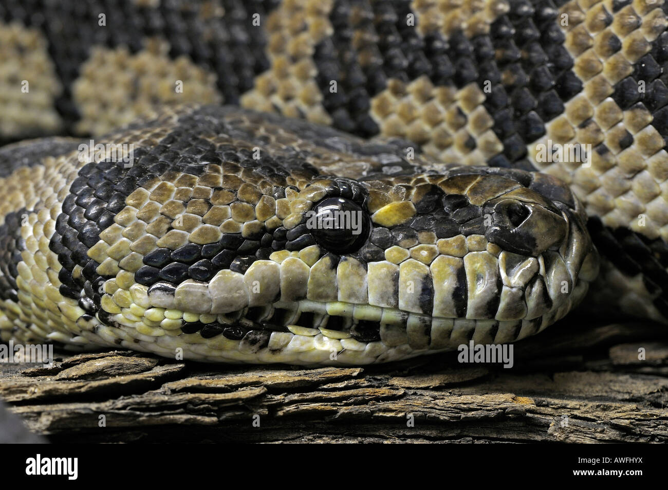 Morelia Spilota variegata Stockfoto