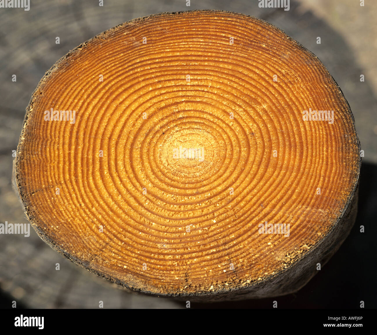 Baum-Stamm-Querschnitt: Baum-Ringe Stockfoto