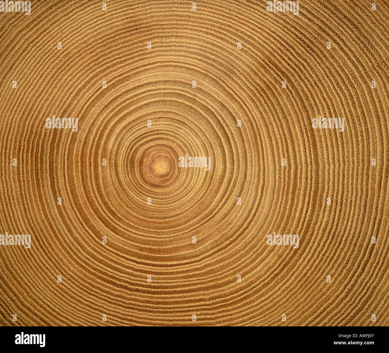 Baum-Stamm-Querschnitt: Baum-Ringe Stockfoto