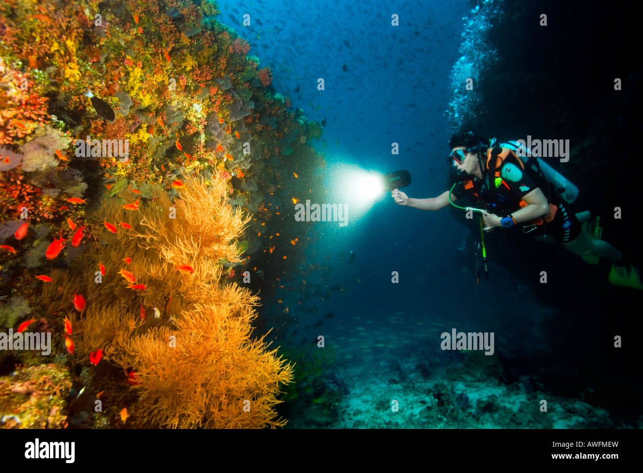 Eine Taucher nutzt den Kamerablitz, um einige schwarze Baum Korallen am Kuda Rah Thila, Ari-Atoll in den Malediven zu beleuchten. Stockfoto