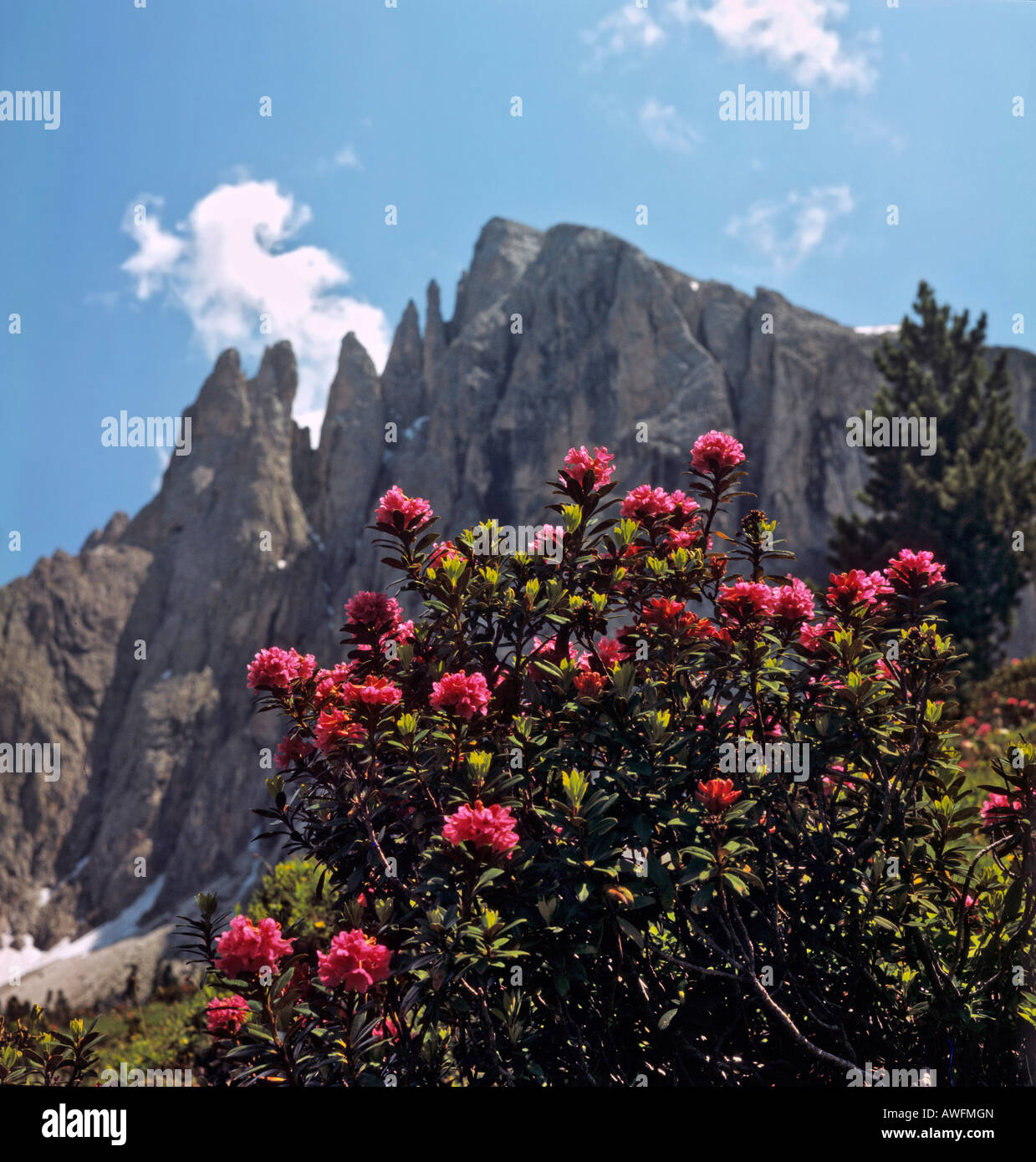 Alpenrosen wachsen vor Mt. Plattkofels, Langkofelgruppe Range, Dolomiten, Süd Tirol, Italien, Europa Stockfoto