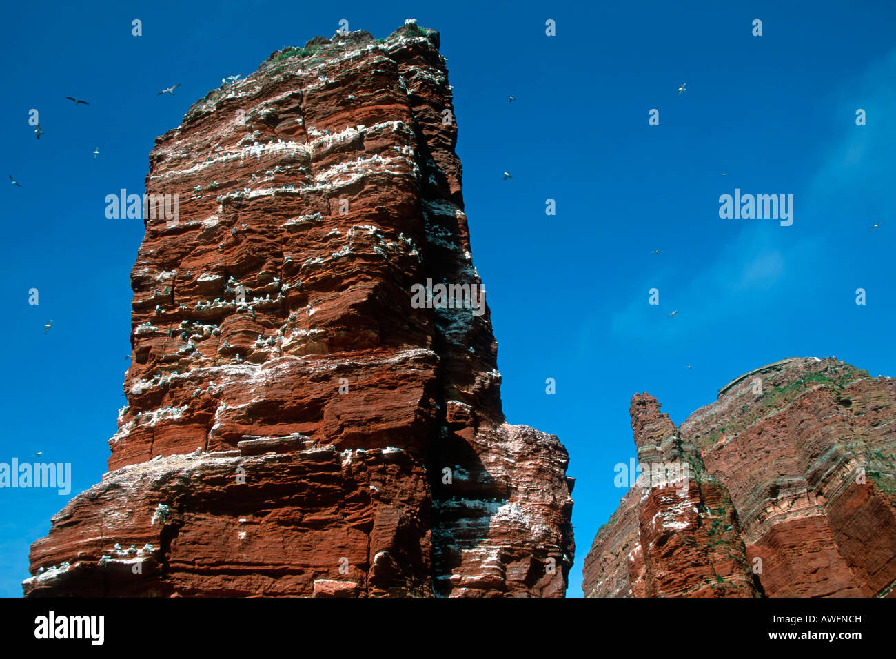 Berühmten roten Felsen Lange Anna - lange Anna - lange Anna mit nistenden Seevögeln - Vogelschutzgebiet - Helgoland, Schleswig-Holstein, Deutschland Stockfoto