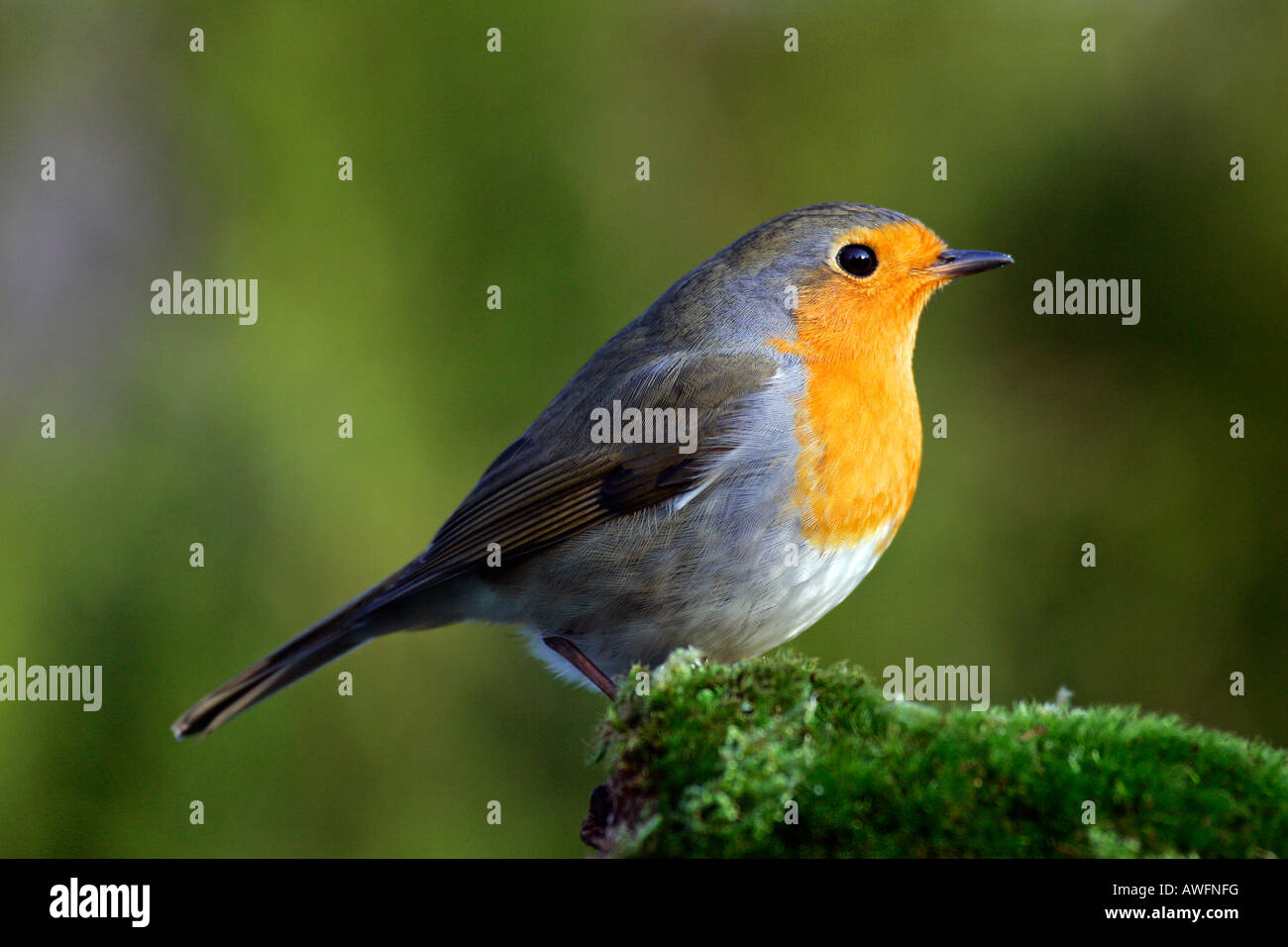 Robin - Rotkehlchen - Totenvogel - (Erithacus Rubecula) Stockfoto