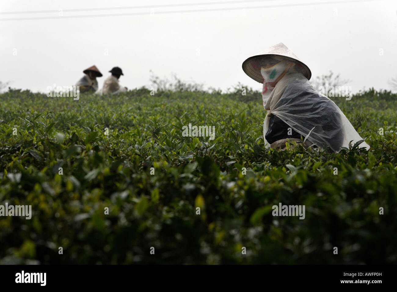 Teepflückerinnen auf einer staatlichen Teeplantage, Tieu Khu 69, Son La Provinz, Vietnam, Asien Stockfoto