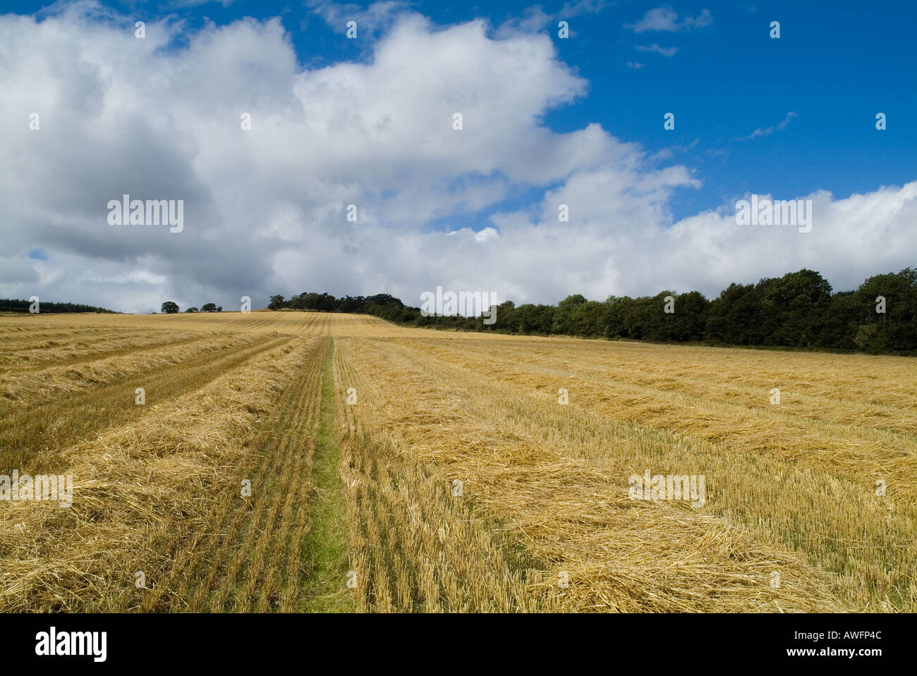 dh Gerste Feld trocknen Norden Fife Ackerland schneiden STIRTON FIFE geerntet Stockfoto