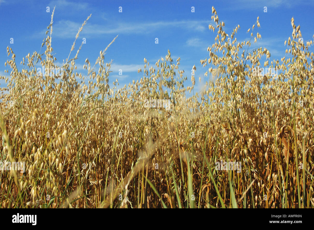 Hafer wächst in einem Feld von Kent an einem sonnigen Tag blauer Himmel Stockfoto