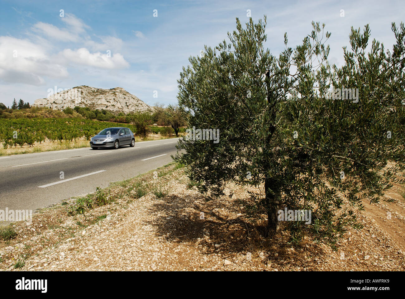 Auto auf einer Straße, die zwischen Weinberg und Olivenhain in der Les Alpilles Region in der Provence, Südfrankreich Stockfoto