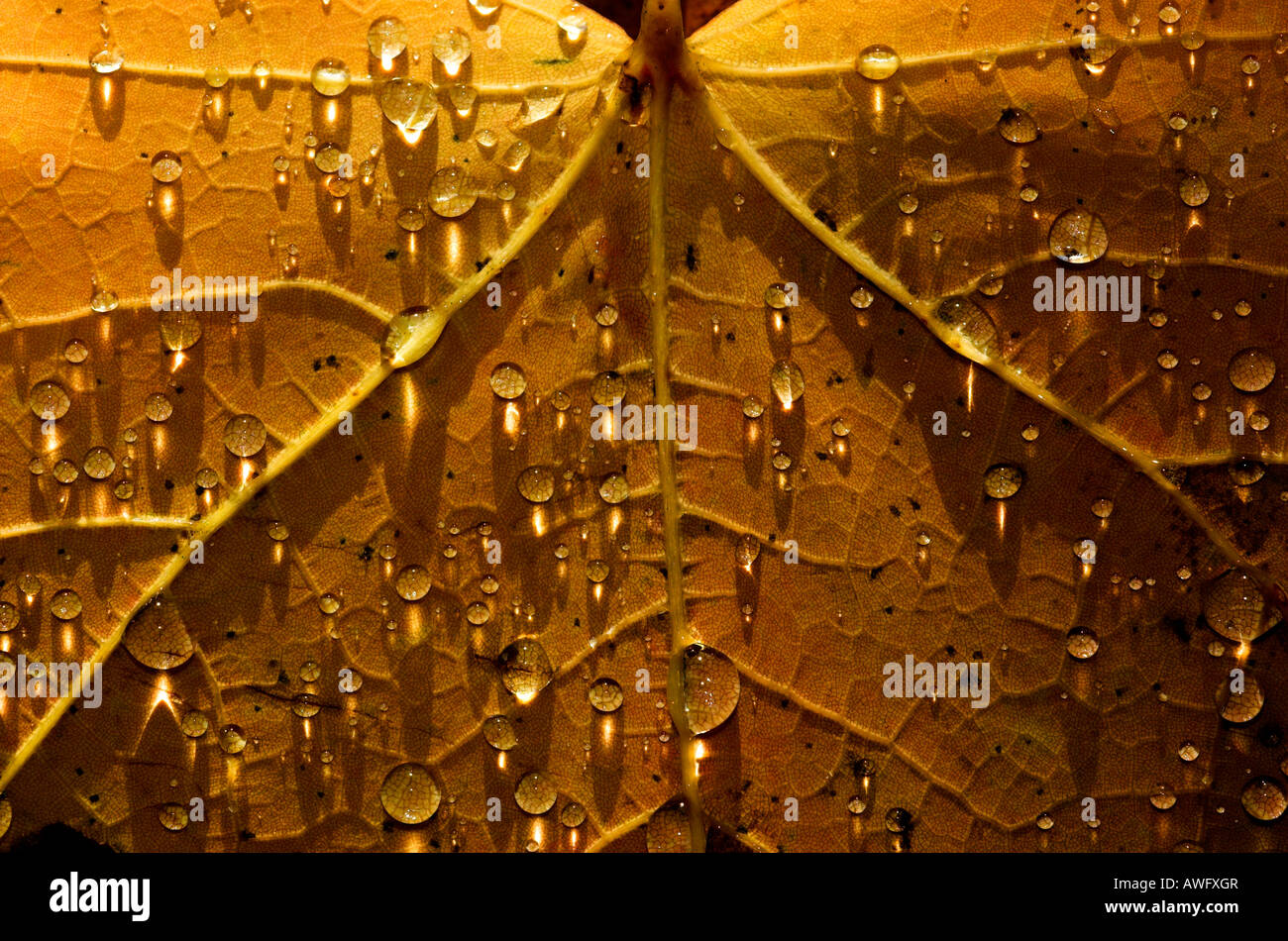 Eine Nahaufnahme von der Mitte von einem Herbst Ahornblatt bedeckt in Regentropfen nach einer Dusche Stockfoto