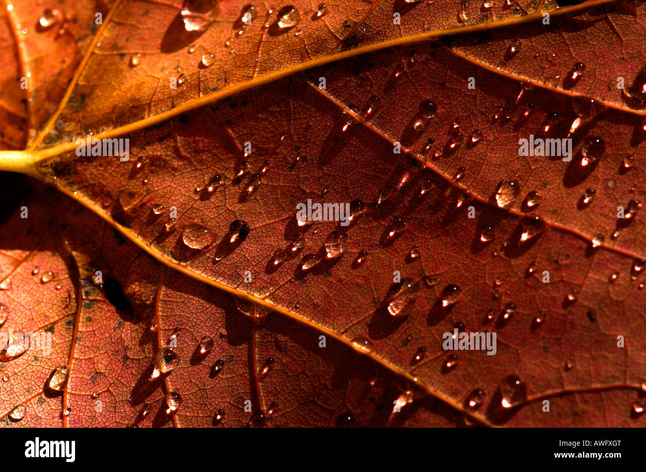 Eine Nahaufnahme von der Mitte von einem Herbst Ahornblatt bedeckt in Regentropfen nach einer Dusche Stockfoto