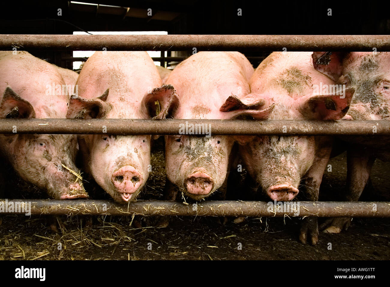 Schweine auf einer Schweinefarm. Stockfoto