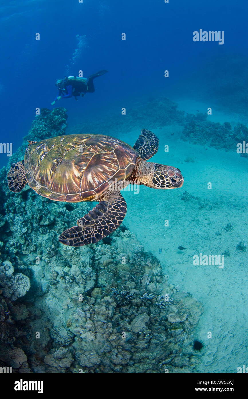 Eine vom Aussterben bedrohte Arten, grüne Meeresschildkröten, Chelonia Mydas, sind ein alltäglicher Anblick auf Hawaii. Der Taucher ist Modell veröffentlicht. Stockfoto