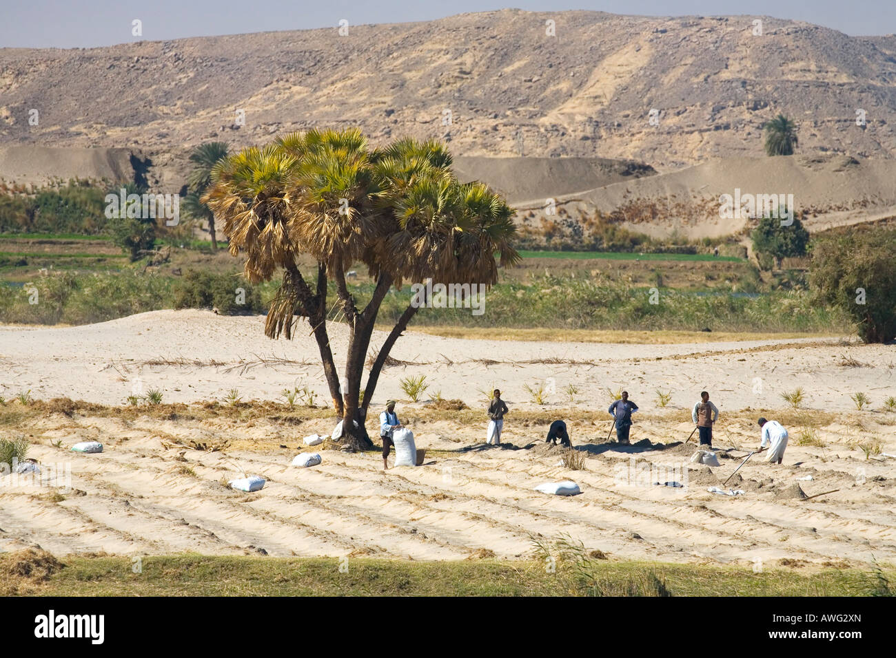 Ägyptische Männer arbeiten in Bereichen, die von den nahe gelegenen Fluss Nil Ägypten Nordafrikas bewässert Stockfoto