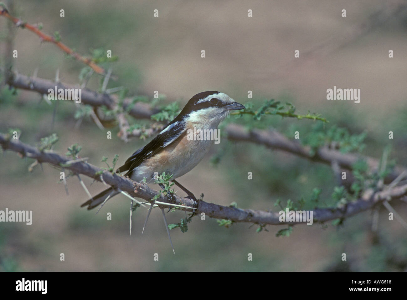 MASKIERTE SHRIKE Lanius nubicus Stockfoto