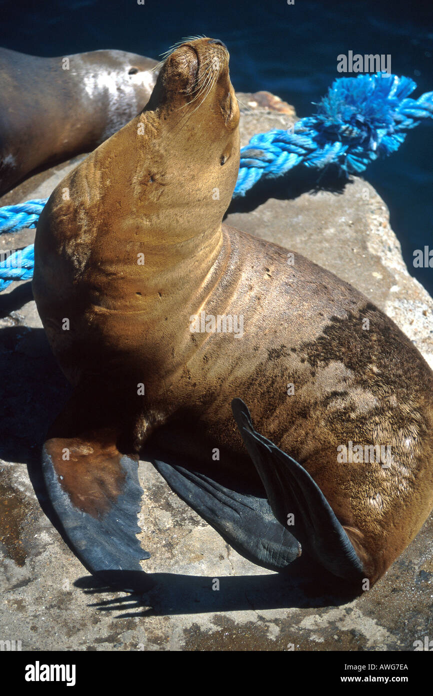 Seelöwen, sonnen sich auf einem Pier in Puerto Madryn, Argentinien Stockfoto