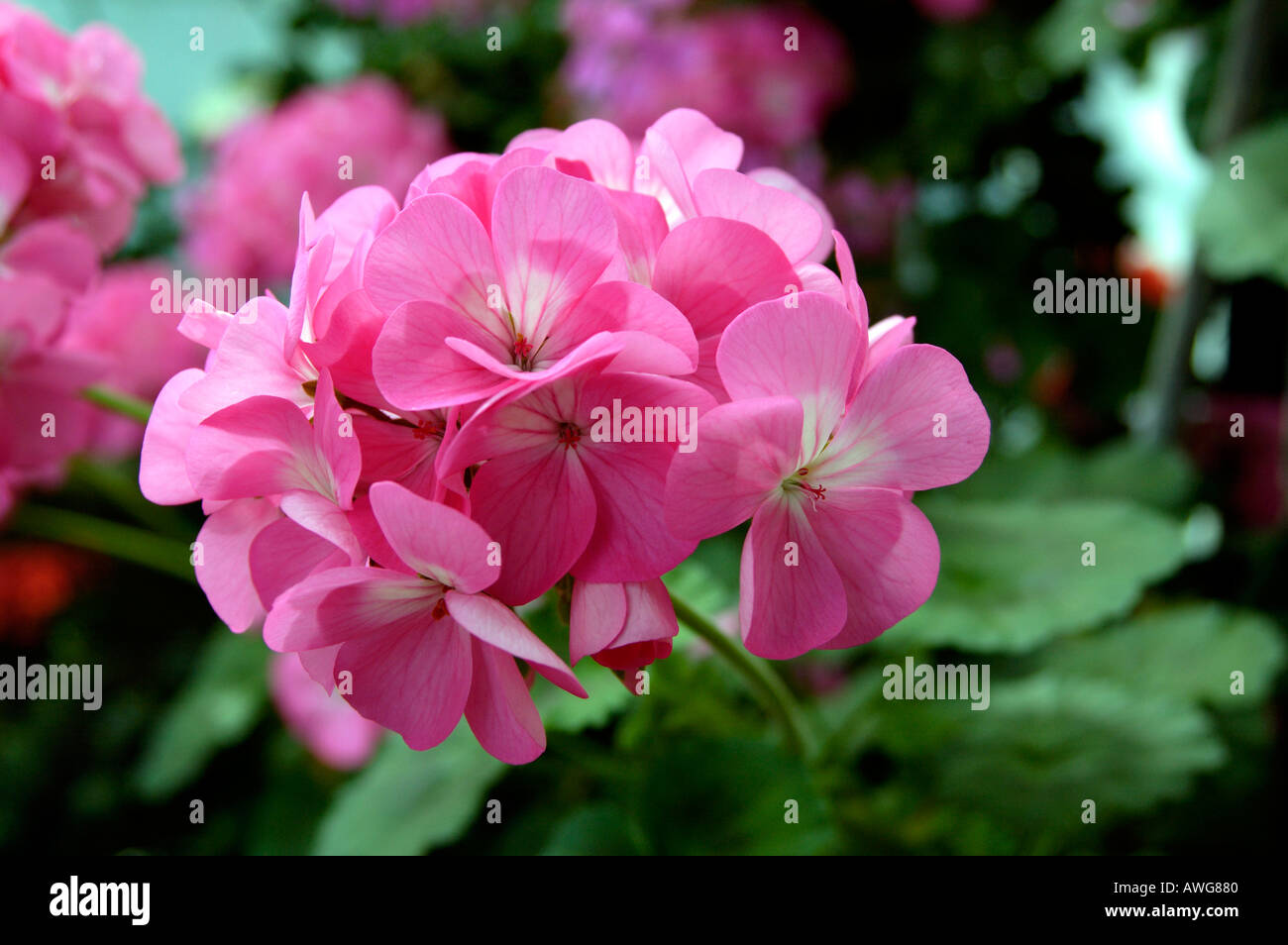 Pelagonium Geraniaceae Antik rosa Stockfoto