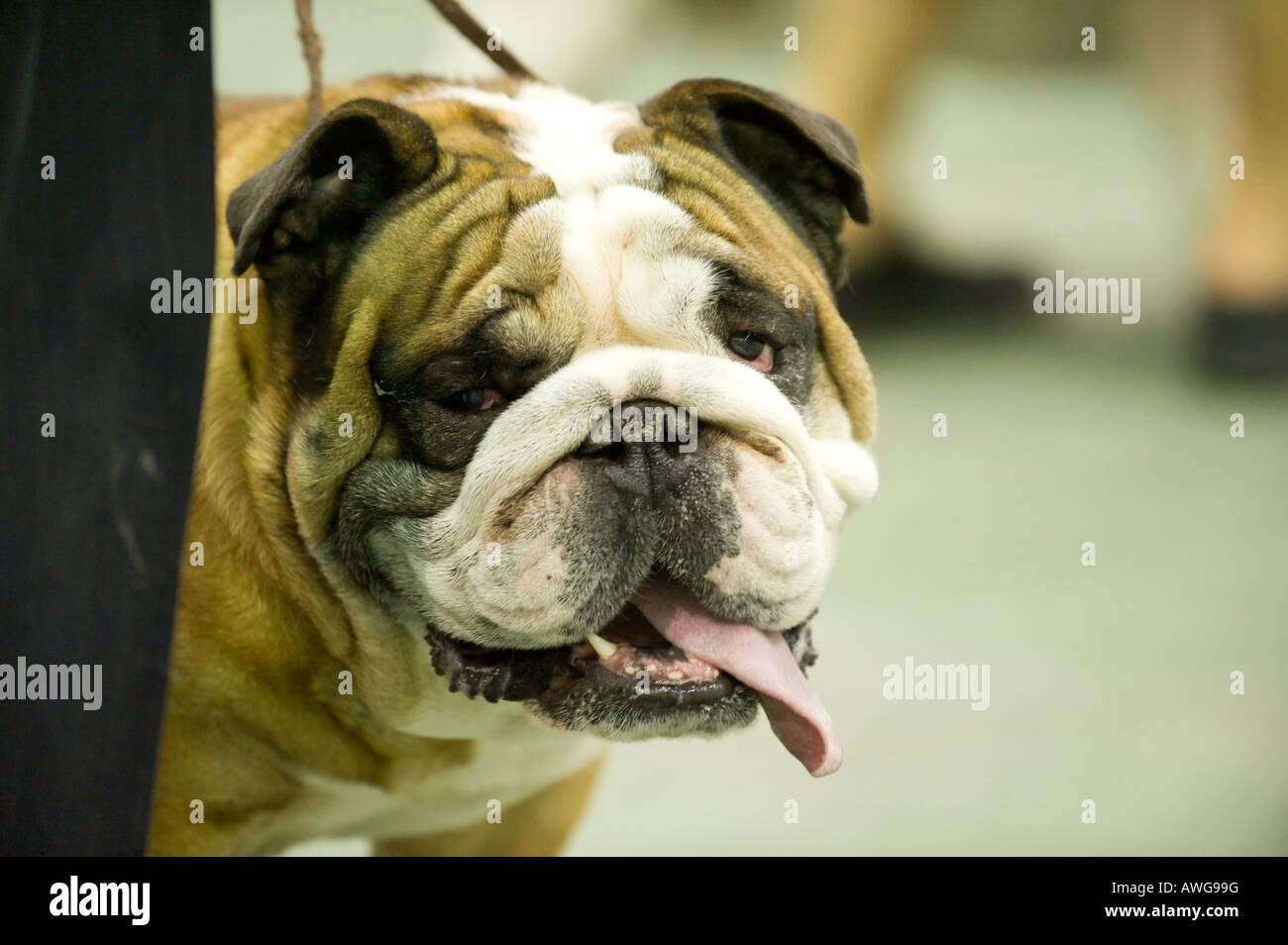Olde English Bulldog auf der 2008 Detroit Kennel Club Dog Show in Detroit Michigan/USA Stockfoto