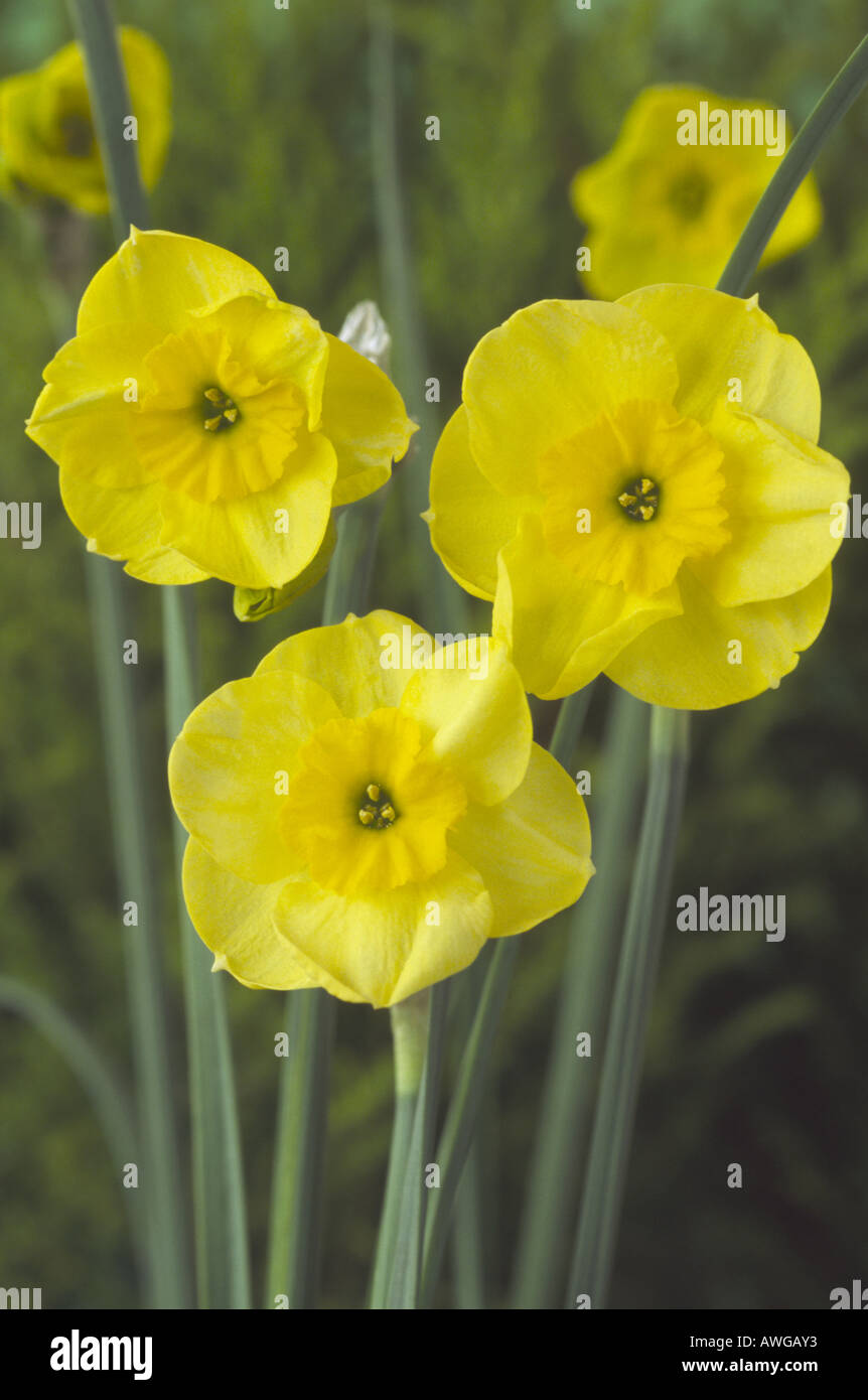 Narcissus 'Sonnenscheibe' AGM Division 7 Jonquilla Narzisse. Nahaufnahme von drei gelben Blüten. Stockfoto