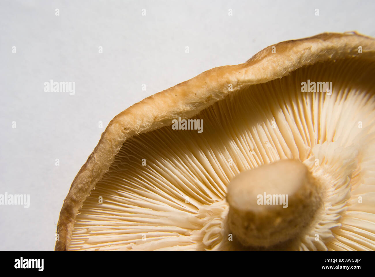 Shiitake Pilz Kiemen Nahaufnahme Stockfoto