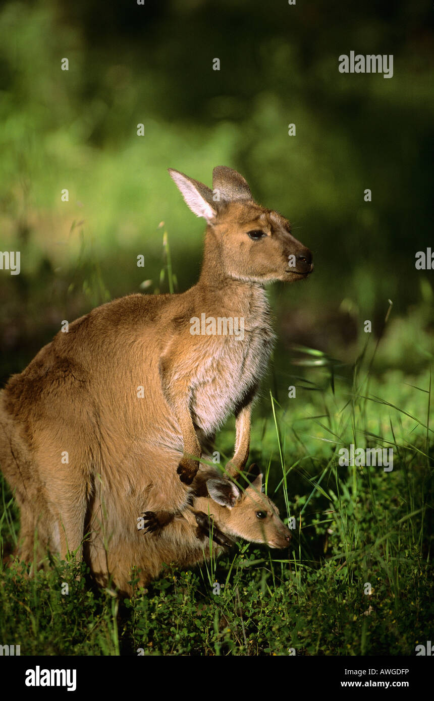 Western Grey Kangaroo Macropus Fuliginosus Weibchen mit Joey Flinders reicht National Park South Australia Australien Stockfoto