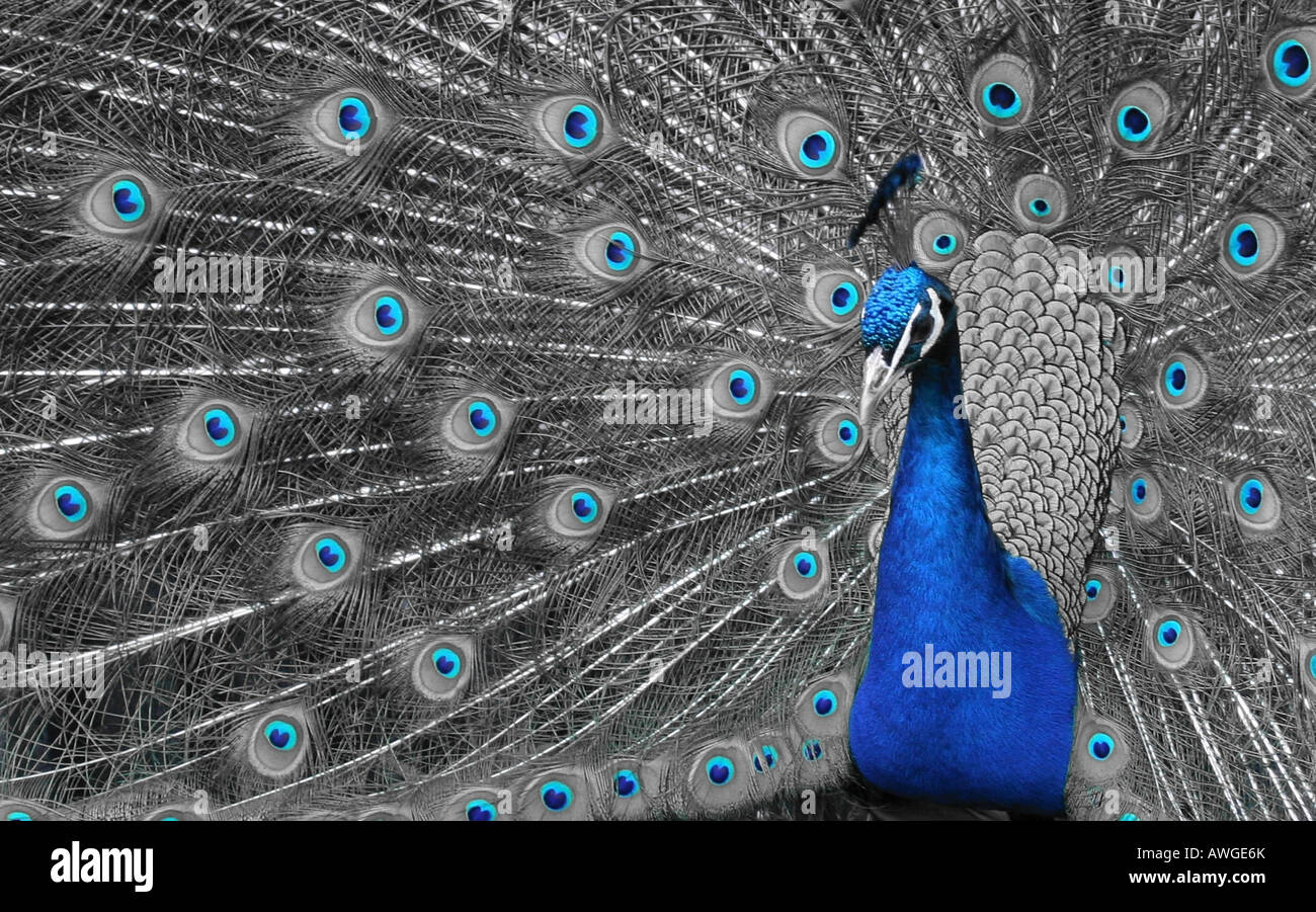 Pfau (indischen Pfauen) anzeigen, entsättigt selektiv nur blau anzeigen Stockfoto