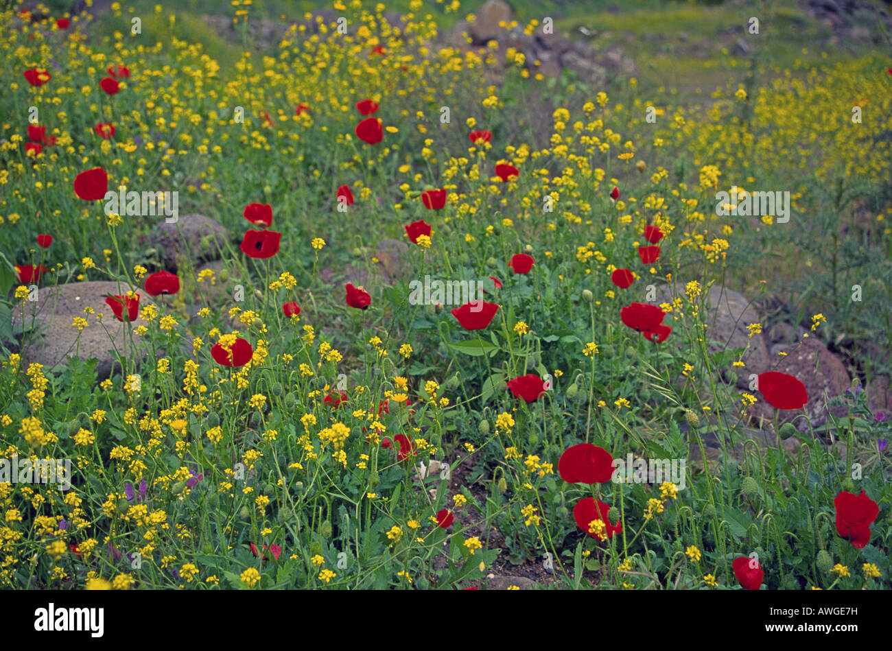 Mohn und andere Wildblumen wachsen entlang dem Fluss Jordan unter dem See Genezareth im Westjordanland Stockfoto