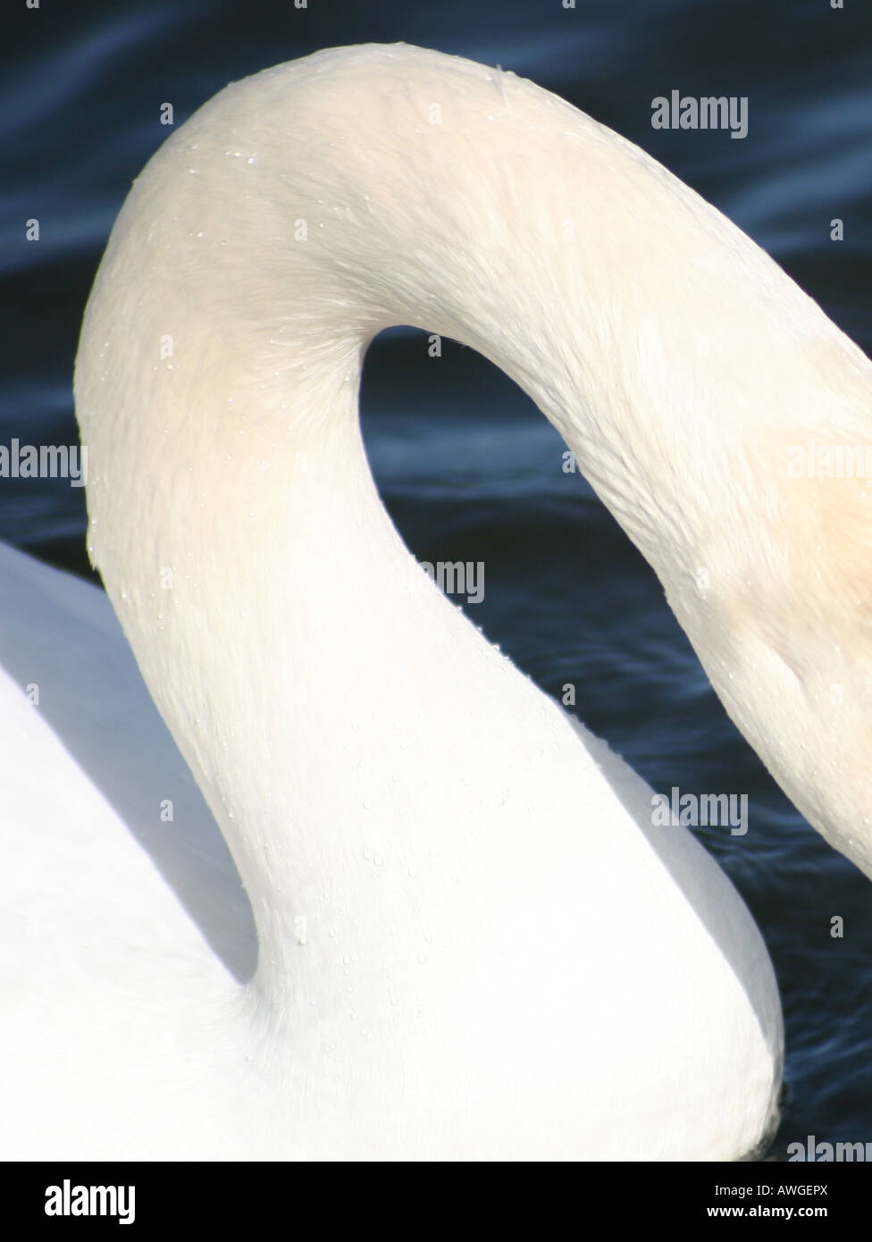 Biegsamer hals -Fotos und -Bildmaterial in hoher Auflösung – Alamy