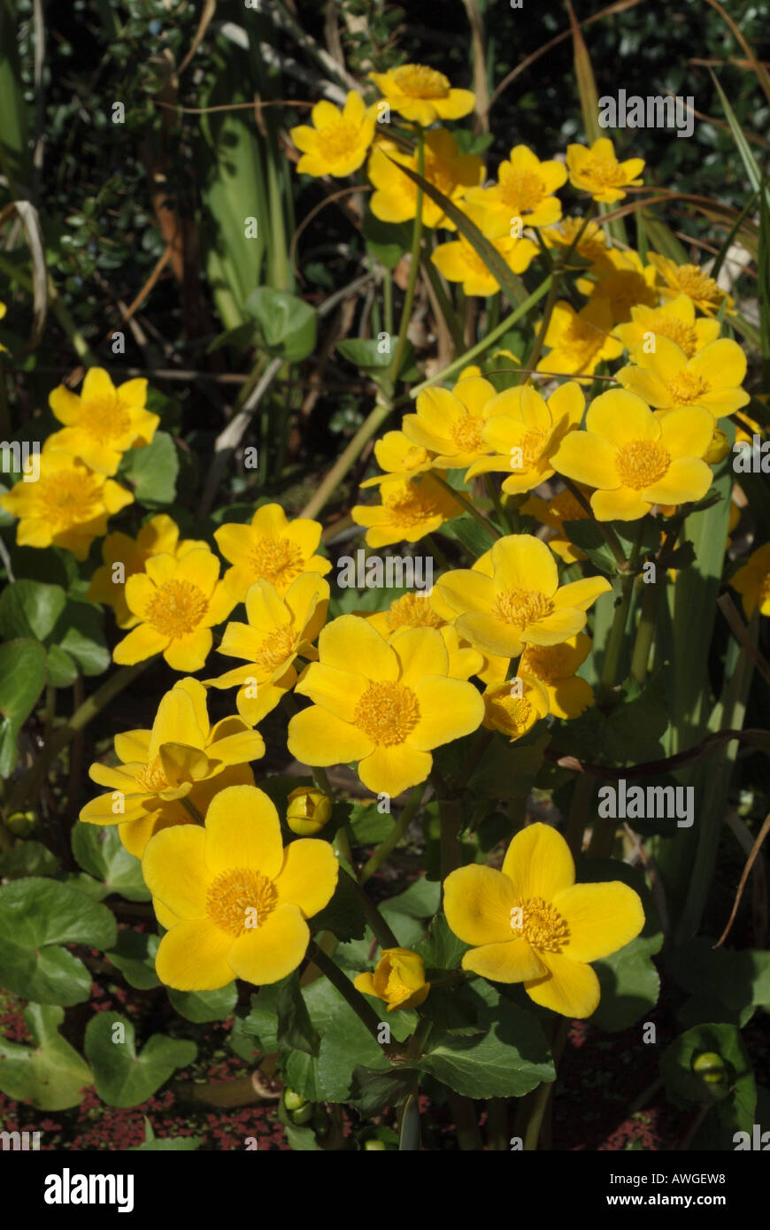 Die gelben Blüten der Sumpfdotterblumen oder Marsh Marigold (Caltha Palustris), UK. Stockfoto