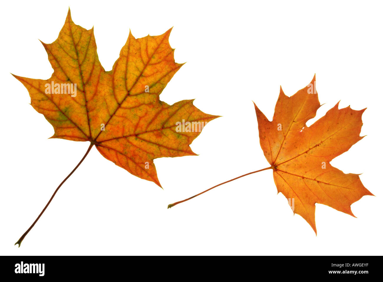 Pointed maple -Fotos und -Bildmaterial in hoher Auflösung – Alamy