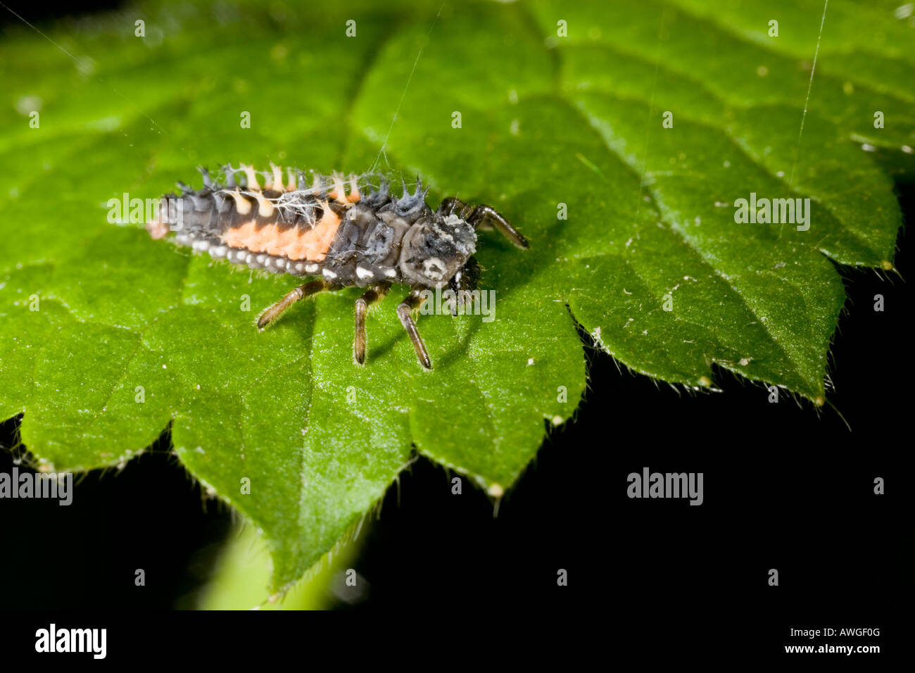 Harlekin-Marienkäfer-Larve auf Blatt gefangen im Spinnennetz s Stockfoto